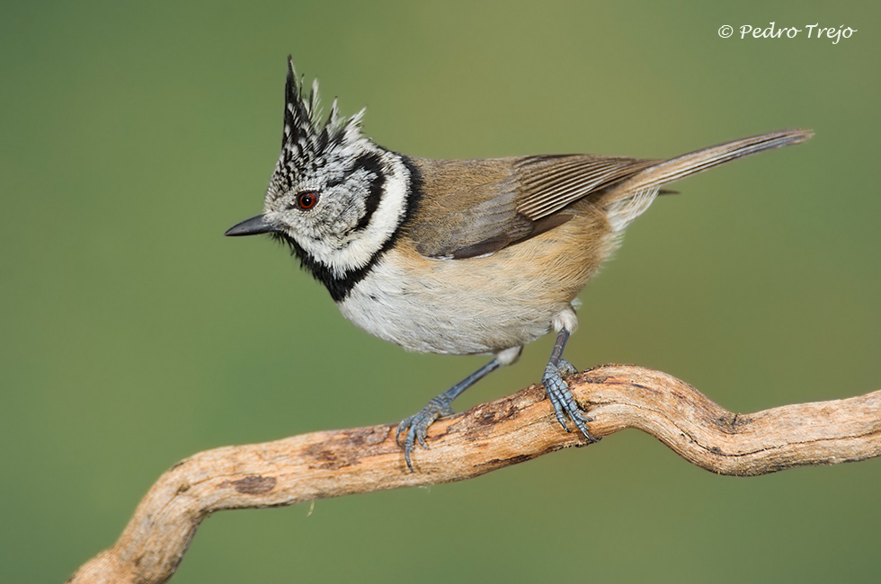 Herrerillo capuchino ( Parus cristatus)